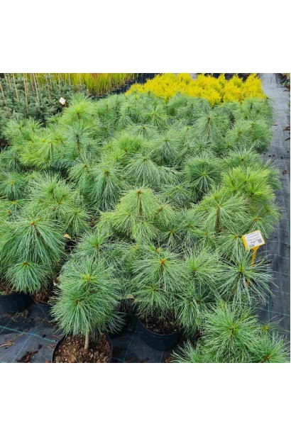 Сосна гімілайська / Гріффіта - 5л/вис.30-40см/Ø25-30см